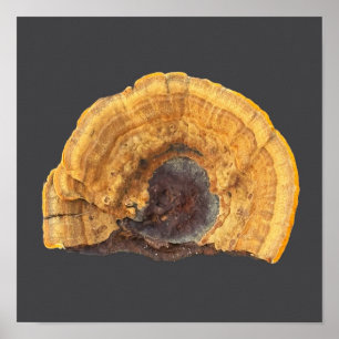 Kaputter Pilz-Fotoplakat Poster
