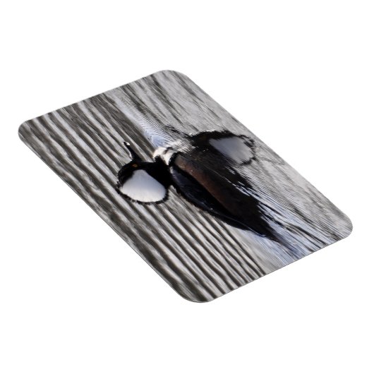 Kapuzendrake Magnet (Rechte Seite)