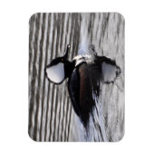 Kapuzendrake Magnet (Vertikal)