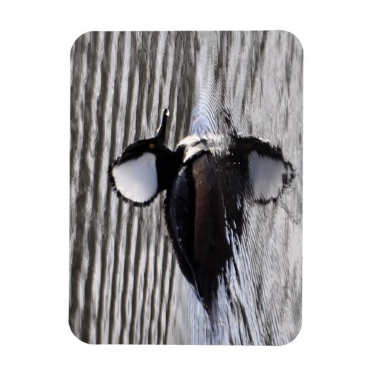 Kapuzendrake Magnet (Vertikal)