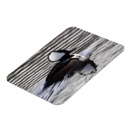 Kapuzendrake Magnet (Linke Seite)