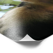 Kapuzineraffe Fotodruck (Ecke)