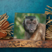 Kapuzineraffe Niedlich, aber launisch Fotoplatte (Seite)