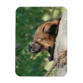 Kapuzineraffe Niedlich, aber launisch Magnet (Vertikal)