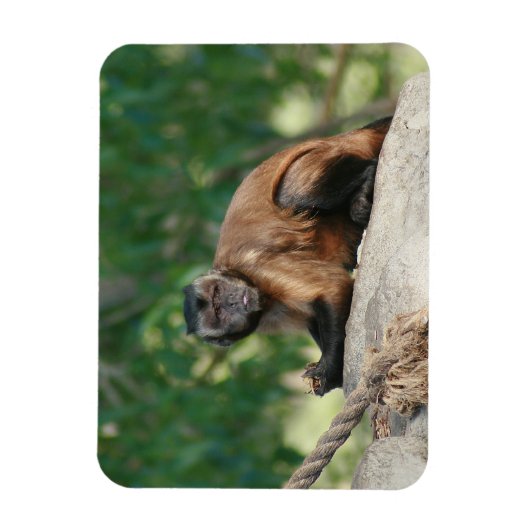 Kapuzineraffe Niedlich, aber launisch Magnet (Vertikal)