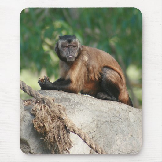 Kapuzineraffe Niedlich, aber launisch Mousepad (Vorne)