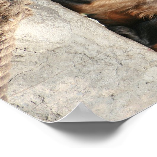 Kapuzineraffe Niedlich, aber launisch Poster (Ecke)