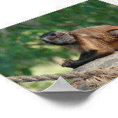 Kapuzineraffe Niedlich, aber launisch Poster (Ecke)