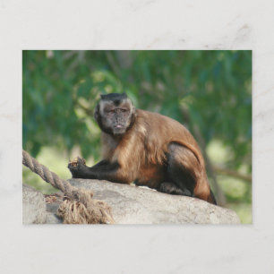 Kapuzineraffe Niedlich, aber launisch Postkarte