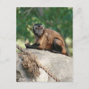 Kapuzineraffe Niedlich, aber launisch Postkarte