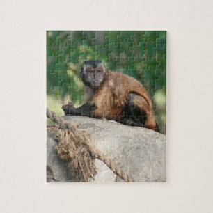 Kapuzineraffe Niedlich, aber launisch Puzzle
