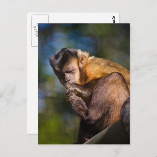 Kapuzineraffe Postkarte (Vorne/Hinten)
