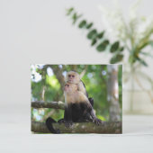 Kapuzineraffen Postkarte (Stehend Vorderseite)