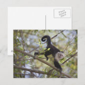 Kapuzinerkapuchin, Guanacaste, Costa Rica Postkarte (Vorne/Hinten)