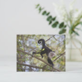 Kapuzinerkapuchin, Guanacaste, Costa Rica Postkarte (Stehend Vorderseite)