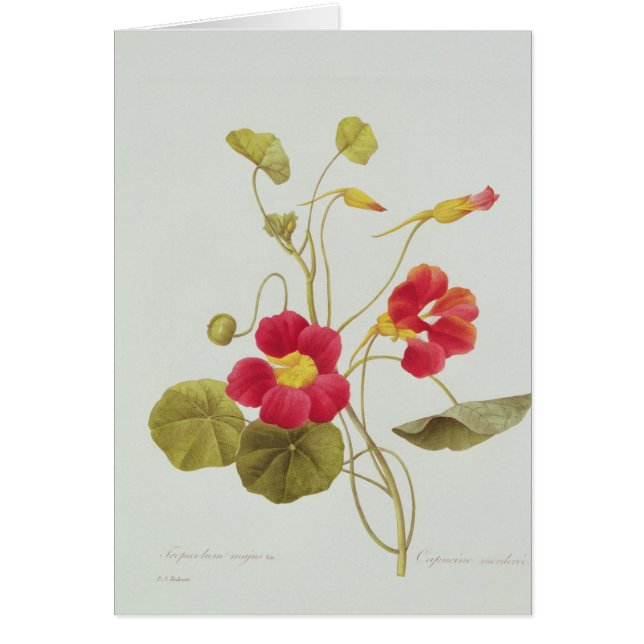 Kapuzinerkäse (Vorne)