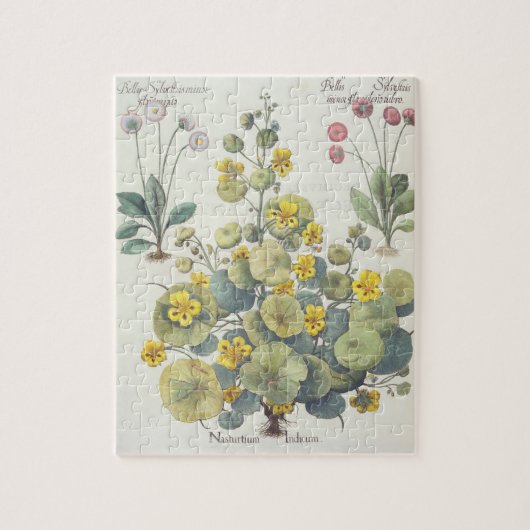 Kapuzinerkäse und Gänseblümchen: 1.Nasturtium Puzzle (Vertikal)