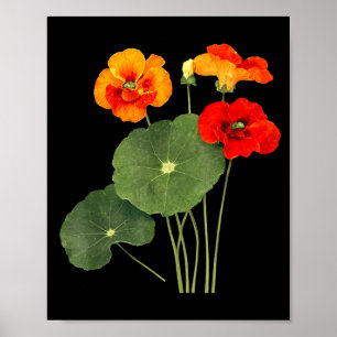 Kapuzinerkresse-Blumenillustration Vintage-Naturku Poster