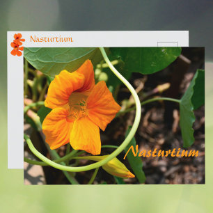 Kapuzinerkresse-Blüten-Fotografische Botanik Postkarte