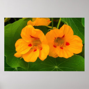 Kapuzinerkresse-Blüten Poster