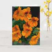 Kapuzinerkresse Karte (Gelbe Blume)