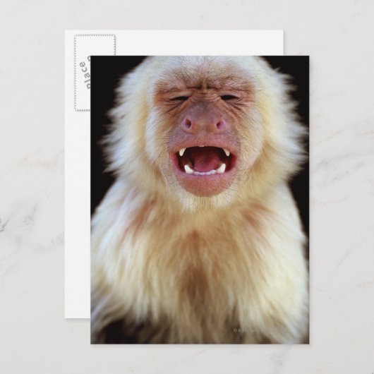 Kapuzinus mit weißem Kehlkopf (Cebus capucinus) mi Postkarte (Vorne/Hinten)