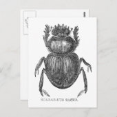 Karabinenkäfer Vintager Pen und Tinte zeichnend Postkarte (Vorne/Hinten)