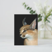 Karacale Postkarte (Stehend Vorderseite)