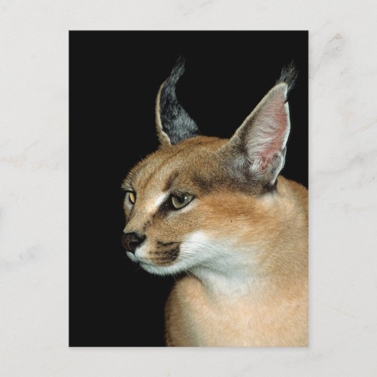 Karacale Postkarte (Vorderseite)