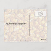 Karamellmais Postkarte (Rückseite)