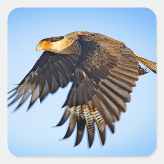 "Kararakara-Flug" Quadratischer Aufkleber (Vorderseite)