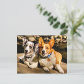 Kardigan und Pembroke Post Card Postkarte (Stehend Vorderseite)