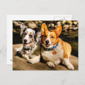 Kardigan und Pembroke Post Card Postkarte (Vorne/Hinten)