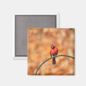 Kardinal 2765 magnet (Vorderseite/Rückseite)