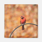 Kardinal 2765 magnet (Vorne)