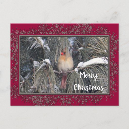 Kardinal 3225 Schneekiefern Postkarte (Vorderseite)