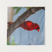 Kardinal 57 x 57 wandteppich (Vorderseite (Horizontal))
