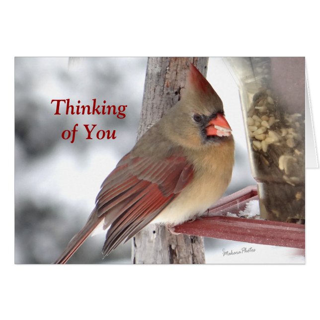 Kardinal 6649 TofY - fertigen Sie besonders an (Vorderseite (Horizontal))