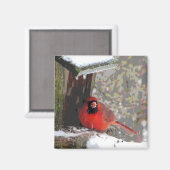Kardinal am Feeder Magnet (Vorderseite/Rückseite)