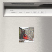 Kardinal am Feeder Magnet (In Situ (Geschirrspüler))
