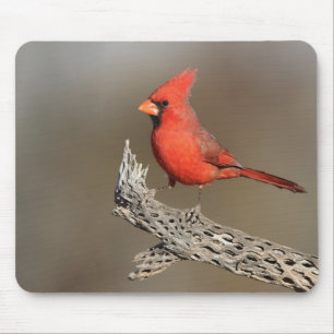 Kardinal an einer Kollabrippe Mousepad
