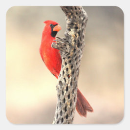 Kardinal an einer Kollabrippe Quadratischer Aufkleber