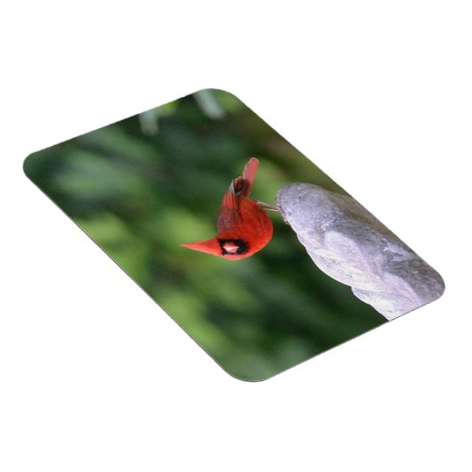 Kardinal auf Birdbath Magnet (Rechte Seite)