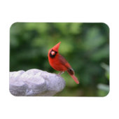 Kardinal auf Birdbath Magnet (Horizontal)
