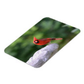 Kardinal auf Birdbath Magnet (Linke Seite)