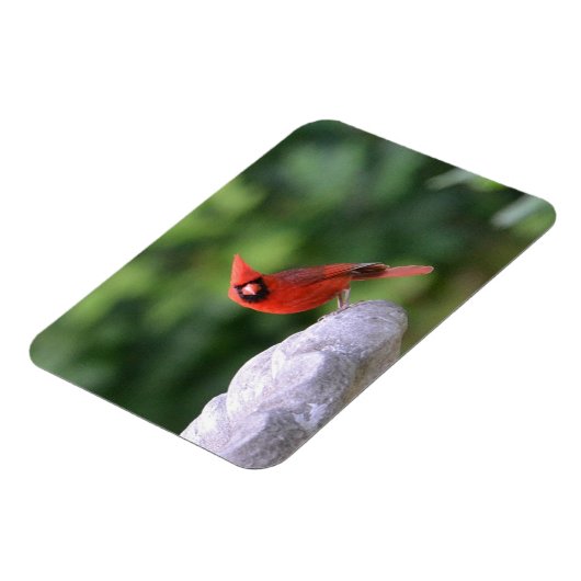 Kardinal auf Birdbath Magnet (Linke Seite)