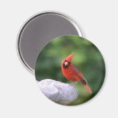 Kardinal auf Birdbath Magnet (Vorderseite/Rückseite)