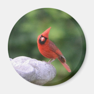 Kardinal auf Birdbath Magnet