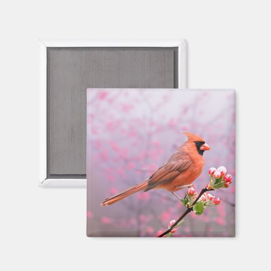 Kardinal auf blühendem Baum Magnet (Vorderseite/Rückseite)