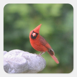 Kardinal auf dem Birdbad-Aufkleber Quadratischer Aufkleber